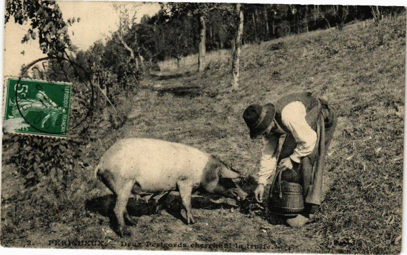 Carte postale ancienne Perigueux-Deux Perigords chrchent la truffe à Périgueux