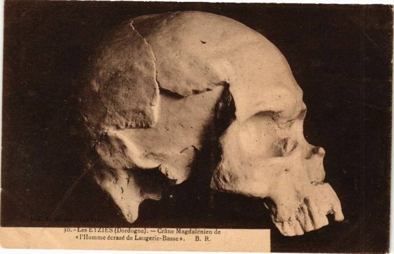 Carte postale ancienne Les Eyzies-Crane Magdalénien de l'Homme écrasé de Laugerie Basse aux Eyzies