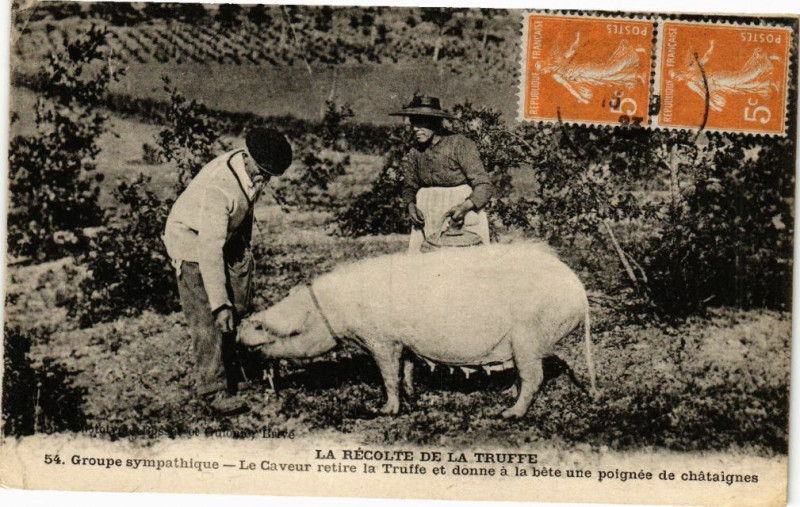 Carte postale ancienne La Récolte de la Truffe-Groupe sympathique-Caveur retirela Truffe