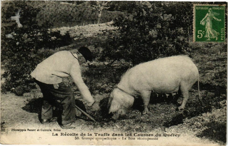 Carte postale ancienne La Récolte de la Truffe dans les Causses de Quercy