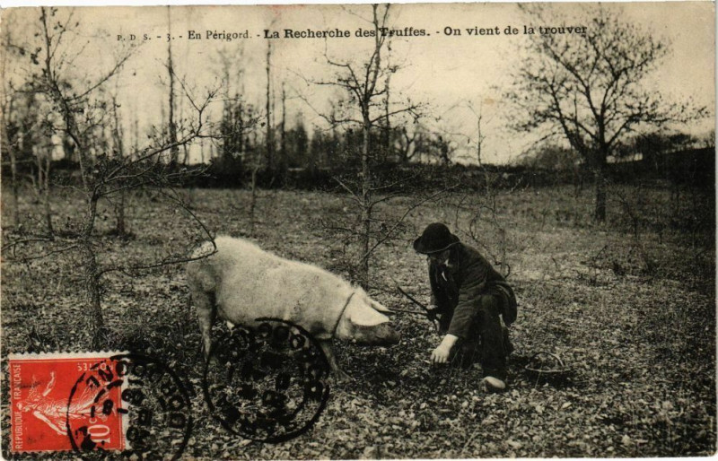 Carte postale ancienne En Périgord-La Recherche des Truffes-On vient de la trouver