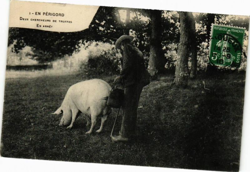 Carte postale ancienne En Perigord-Deux chercheurs de Truffes-En Arrét