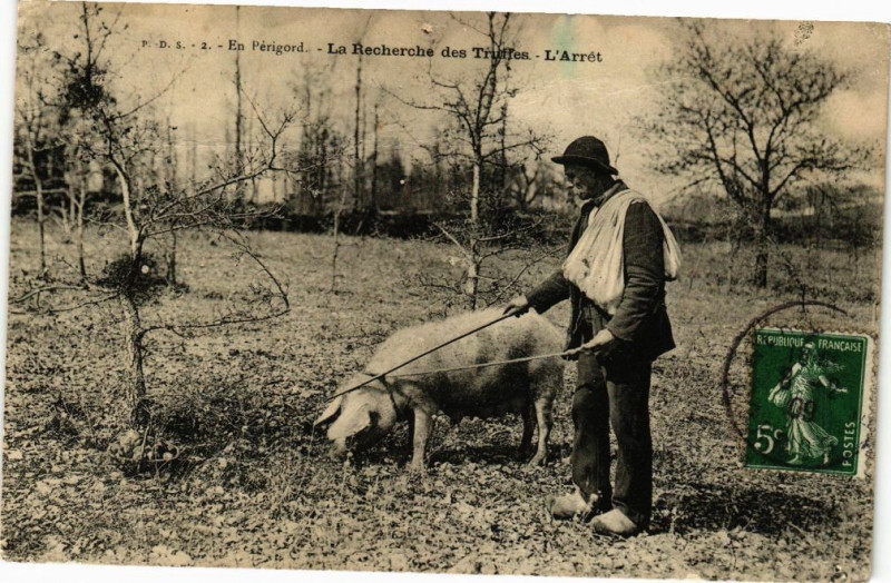 Carte postale ancienne En Perigord-La Recherche des Truffes-L'Arrét