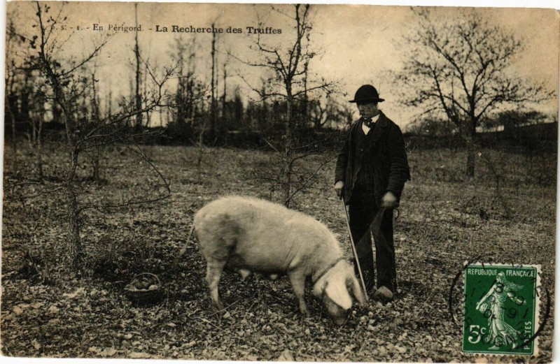 Carte postale ancienne En Perigord-La Recherche des Truffes