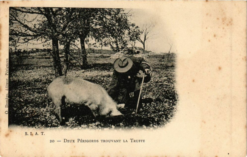 Carte postale ancienne Deux Perigords trouvant la Truffe
