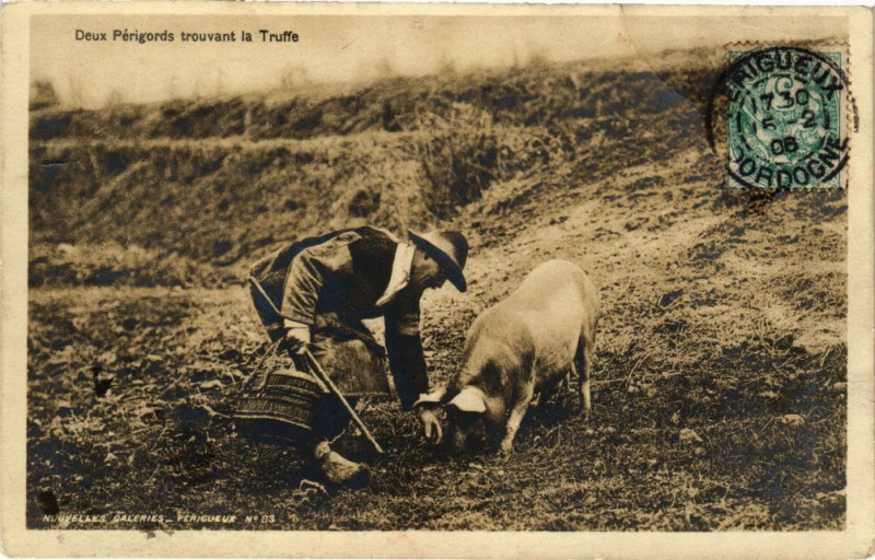 Carte postale ancienne Deux Perigords trouvant la Truffe