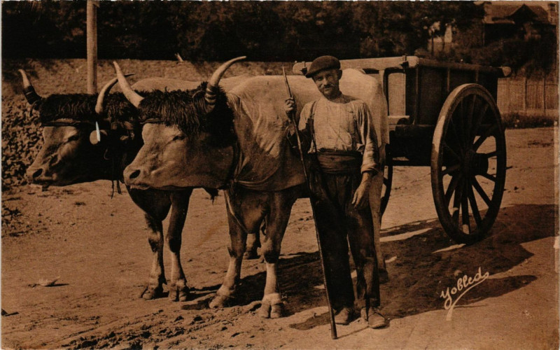 Carte postale ancienne Type Basque - Attelage de Boeufs