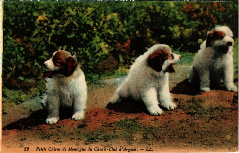 Carte postale ancienne Petit Chiens de Montagne du Chenil à Mont