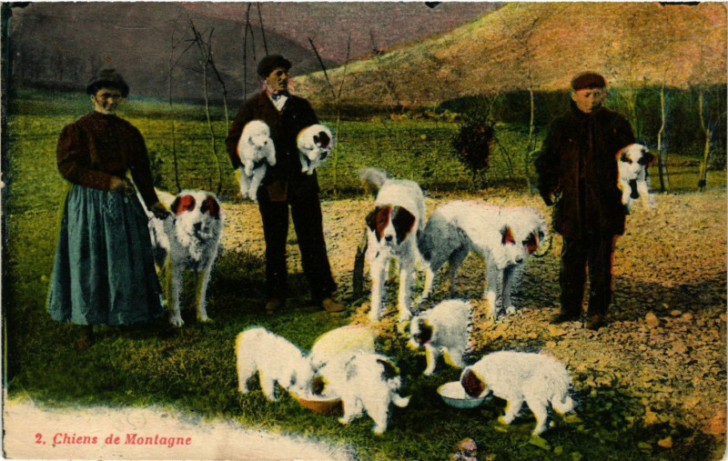 Carte postale ancienne Chiens de Montagne à Mont