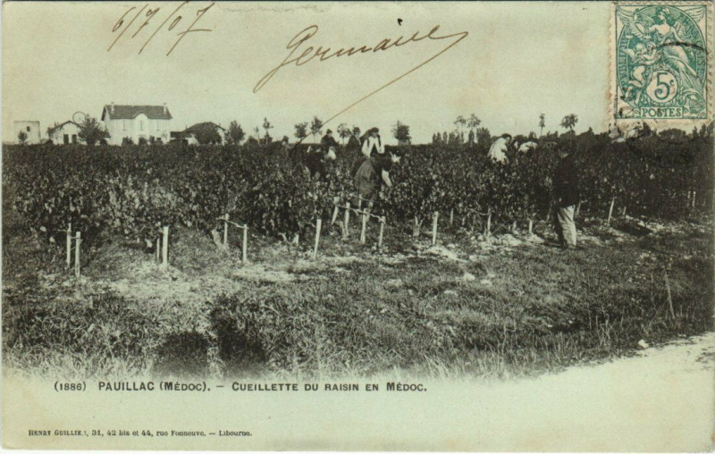 Carte postale ancienne Pauillac - Cueillette du Raisin en Medoc à Pauillac
