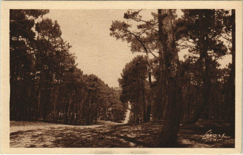 Carte postale ancienne Autour du bassin D'Arcachon - en Foret à Arcachon