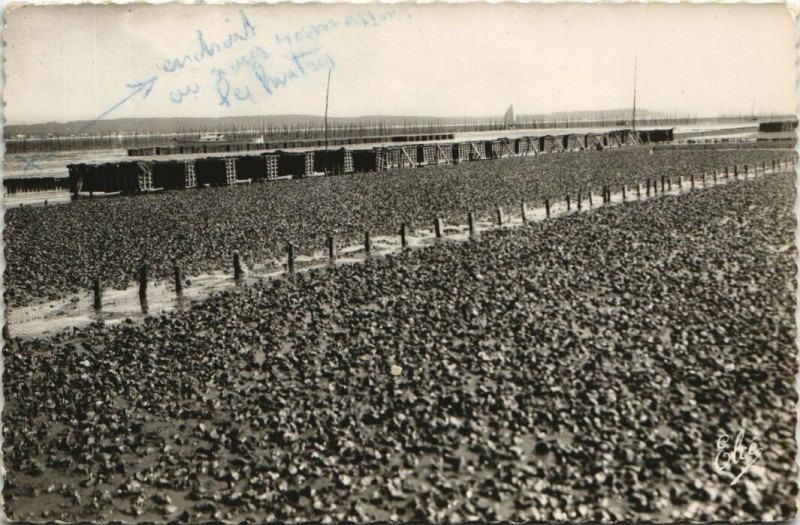 Carte postale ancienne Bassin d'Arcachon-Travaux Ostréicoles-un Parc a Huitres bien garni à Arcachon