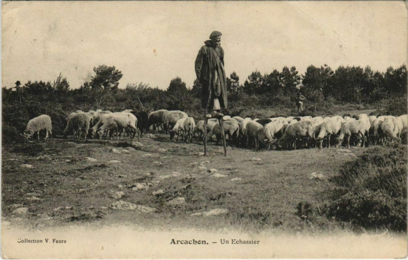Carte postale ancienne Arcachon-un Echassier à Arcachon