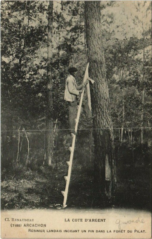 Carte postale ancienne Arcachon-Résiniers Landais incisant un pin dans la Foret du Pilat à Arcachon
