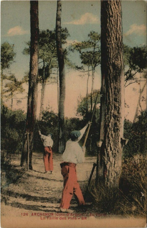 Carte postale ancienne Arcachon-En Foret-La Taille des Pins à Arcachon