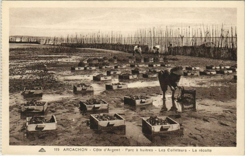 Carte postale ancienne Arcachon-Coté d'Argent-Parc a huitres-Les Colleteurs-La récolte à Arcachon
