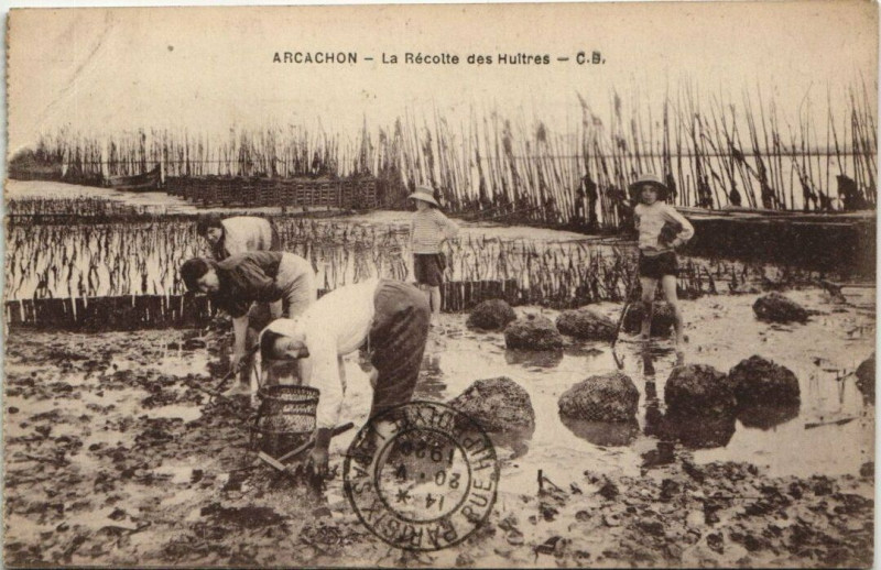 Carte postale ancienne Arcachon-La Récolte des Huitres à Arcachon