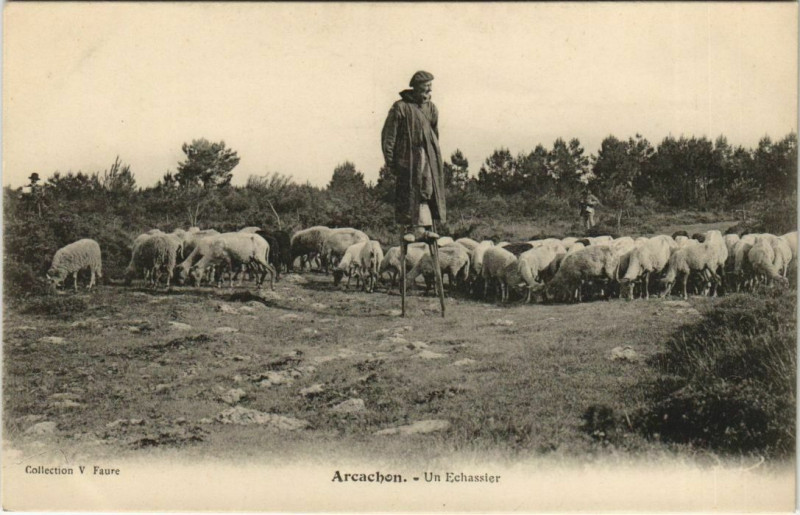 Carte postale ancienne Arcachon-un Echassier à Arcachon