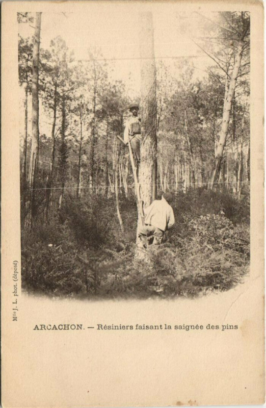 Carte postale ancienne Arcachon-Résiniers faisant la saignée des pins à Arcachon
