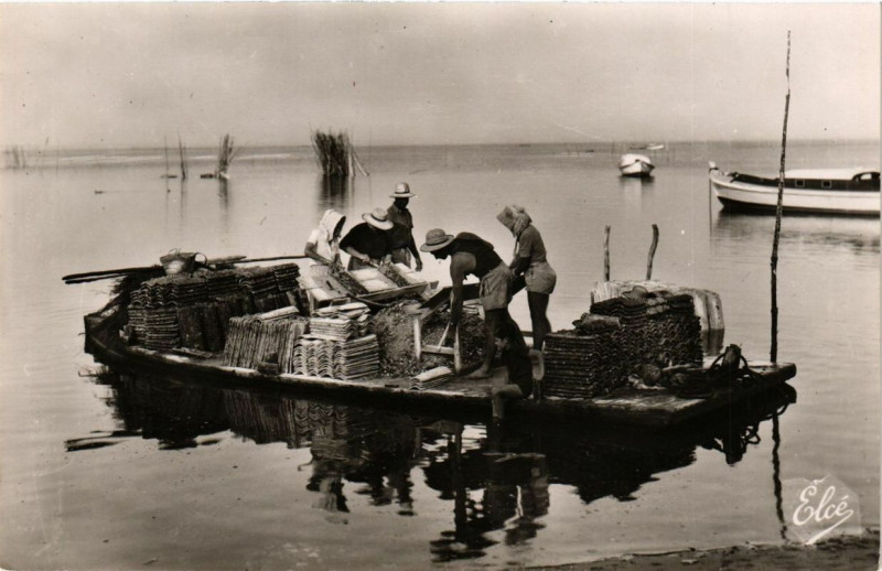 Carte postale ancienne Bassin d'Arcachon Travauy Ostréicoles-Le Détrocage des Huitres à Arcachon