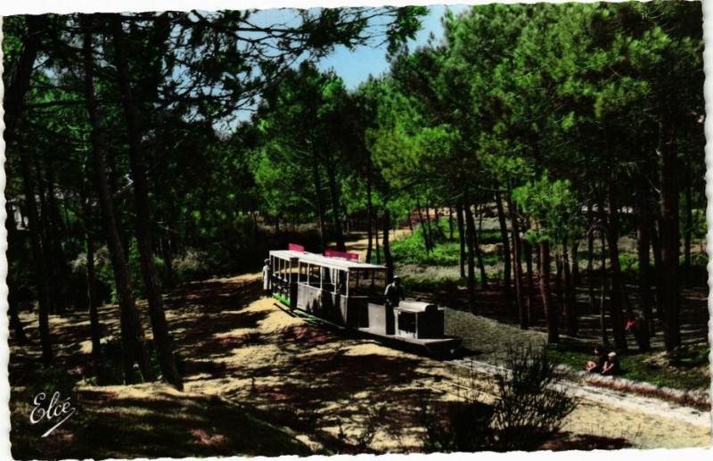 Carte postale ancienne Cap-Ferret (Gironde) - Dans sa Foret de Pins lumineuse le Petit .