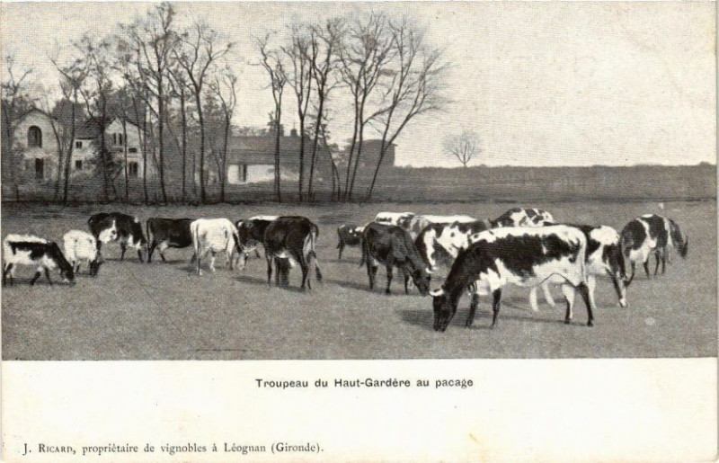 Carte postale ancienne Troupeau de Haut-Gardere au pacage