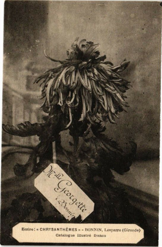 Carte postale ancienne Ecrire Chrysanthemes-Bonnin Lesparre