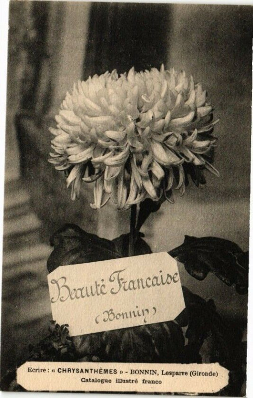 Carte postale ancienne Ecrire Chrysanthemes-Bonnin Lesparre