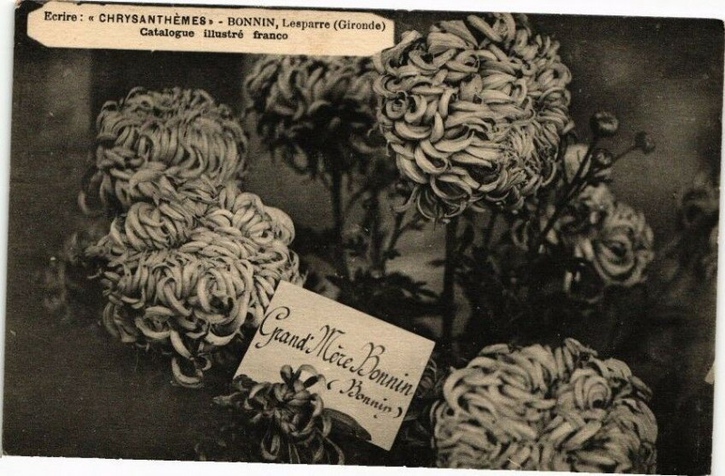 Carte postale ancienne Ecrire Chrysanthemes-Bonnin Lesparre