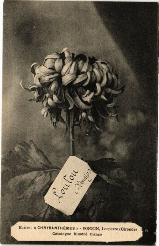 Carte postale ancienne Ecrire Chrysanthemes-Bonnin Lesparre