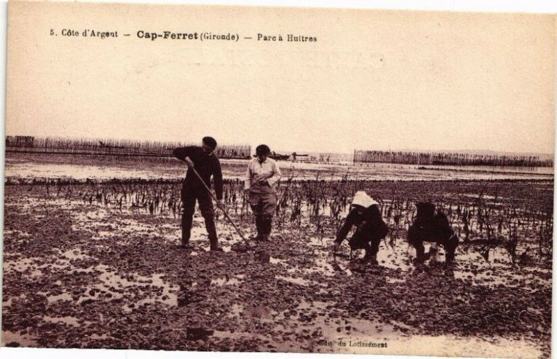 Carte postale ancienne Cote d'Argent-Cap Ferret - Parc a Huitres