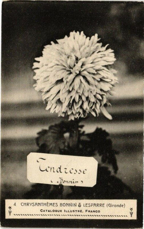 Carte postale ancienne Chrysanthemes-Bonnin Lesparre