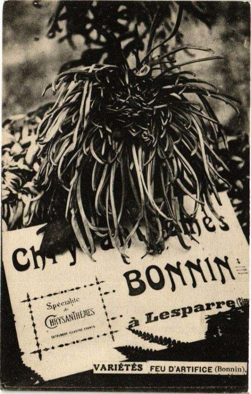 Carte postale ancienne Chrysanthemes-Bonnin a Lesparre