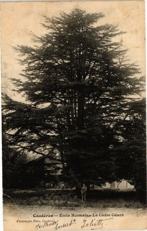 Carte postale ancienne Cauderan-Ecole Normale-Le Cédre Géant