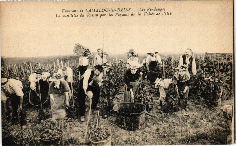 Carte postale ancienne Env. de lamalou-les-Bains - Les vendanges
