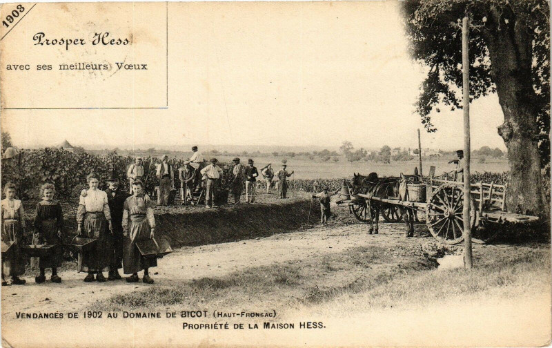 Carte postale ancienne Vendanges de 1902 au domaine de bicot