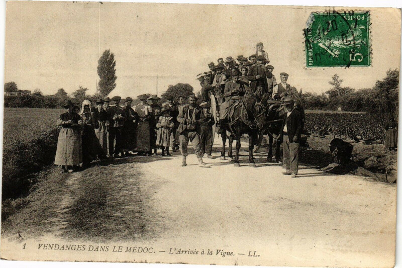 Carte postale ancienne Vendanges dans le medoc - L'arrivée a la vigne