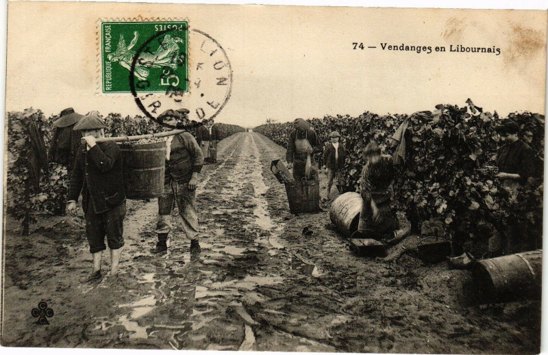 Carte postale ancienne Vendanges En libournais