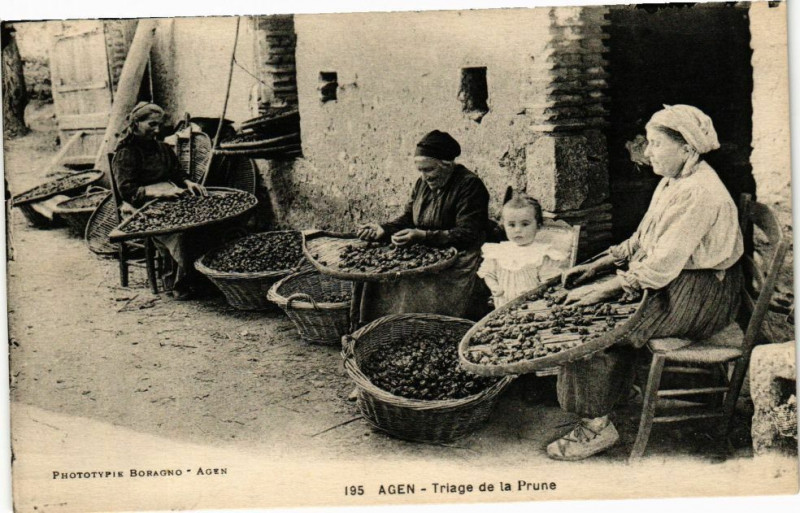 Carte postale ancienne Agen - Triage de la Prune à Agen
