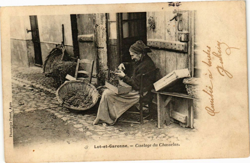 Carte postale ancienne Lot-et-Garonne - Ciselage du Chasselas