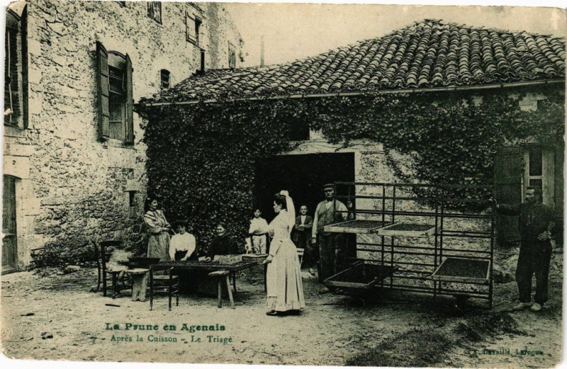 Carte postale ancienne La Prune en AGENais - Apres la Cuisson - Le Triage à Agen