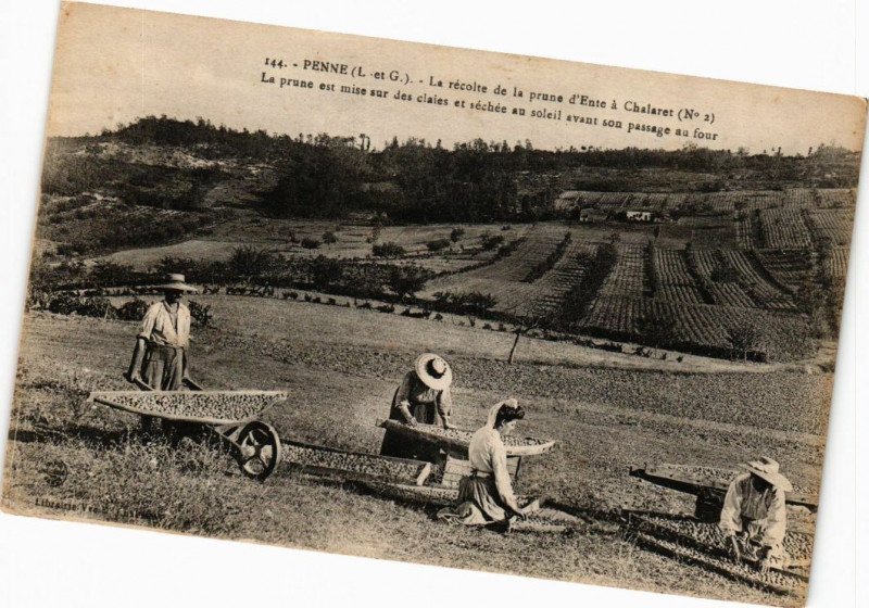 Carte postale ancienne Penne - La recolte de la Prune