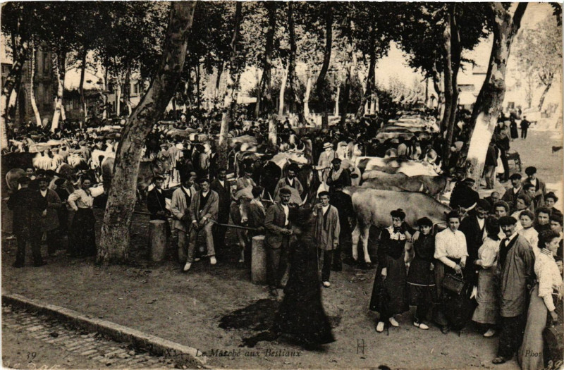 Carte postale ancienne Dax - Le Marché aux Bestiaux à Dax