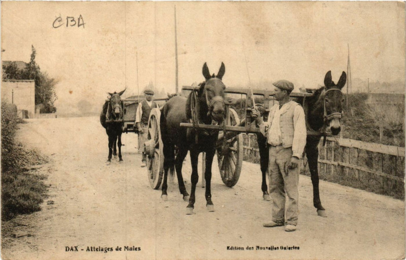 Carte postale ancienne Dax - Attelages de Mules - Folklore à Dax