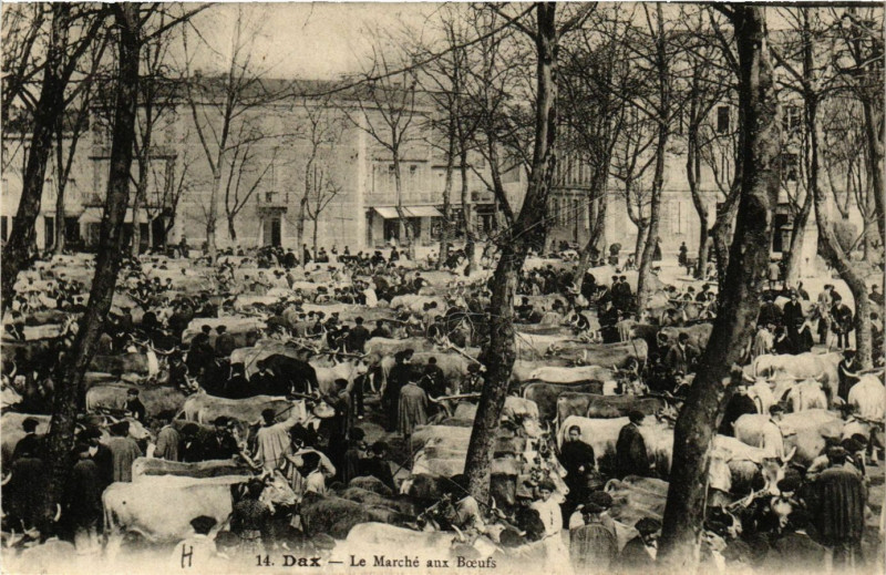 Carte postale ancienne Dax - Le Marché aux Boeufs - Landes à Dax