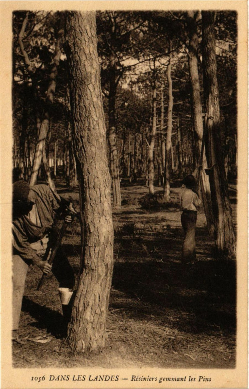 Carte postale ancienne Dans les Landes - Resiniers Gemmant les Pins - Folklore à Mant