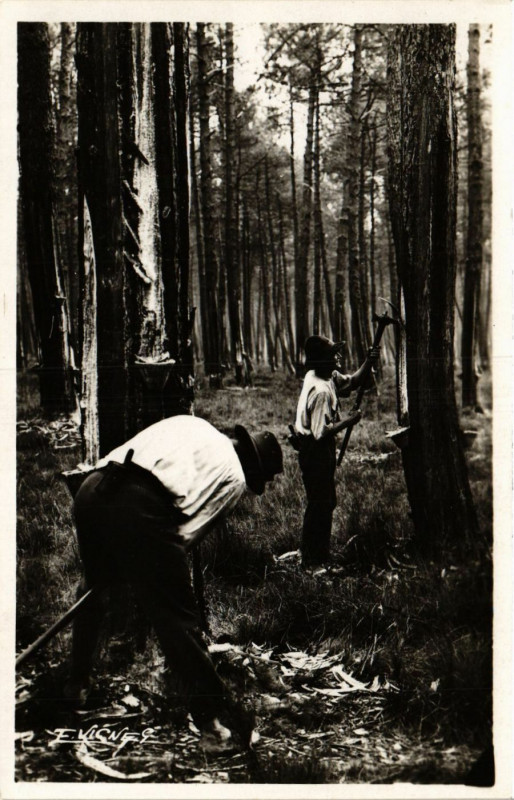 Carte postale ancienne Pays Landais - Gemmeurs Faisant l'Entaille - Folklore