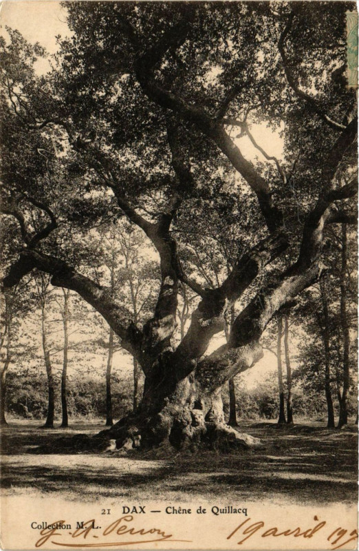 Carte postale ancienne Dax - Chene de Quillacq à Dax