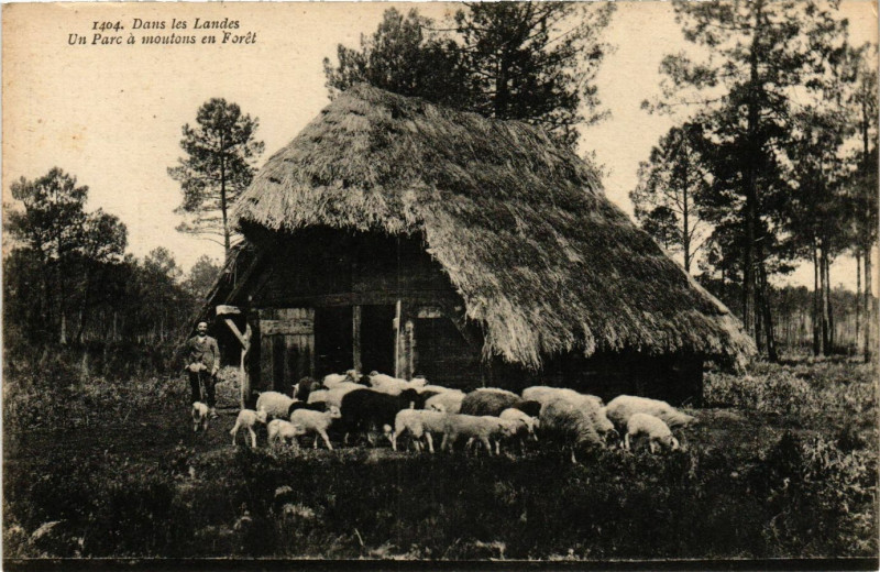 Carte postale ancienne Dans les Landes - Un Parc á Moutons en Foret