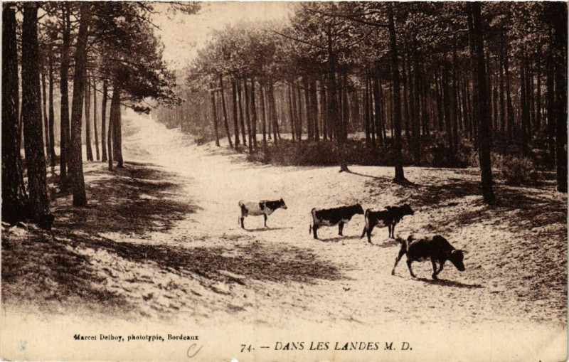 Carte postale ancienne Dans les Landes